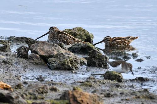 Bécassines des marais