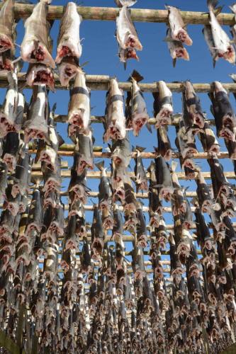 Séchoirs à morue à Henningsvaer