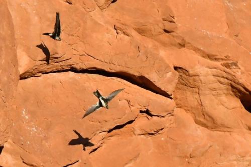 Martinets à gorge blanche