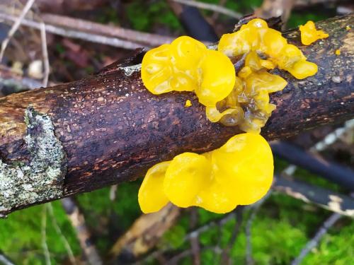 Trémelle mésentérique (Tremella mesenterica)