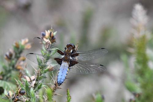 Libellule déprimée (mâle) (Libellula depressa)