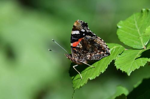 Vulcain (Vanessa atalanta)