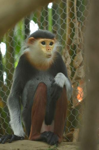 Langur de Douc