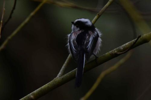 Mésange à longue queue
