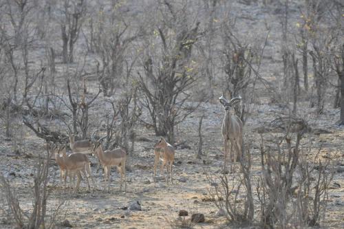Impalas à face noire et Koudou du Zambèze