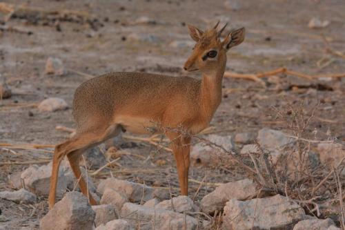 Dikdik Damara