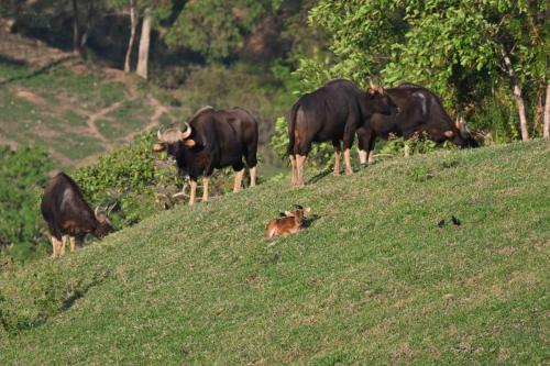 Gaurs