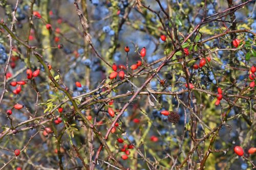 Prunelliers et églantiers