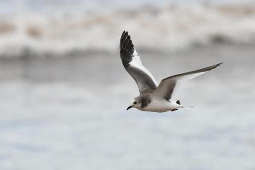 Mouette de Sabine