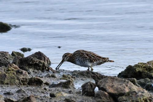 Bécassine des marais