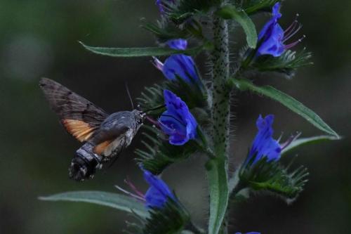 Moro-Sphinx (Macroglossum stellatarum)