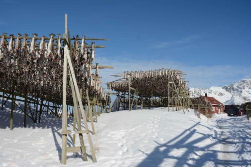 Séchoirs à morue à Henningsvaer
