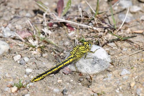 Gomphe joli (Gomphus pulchellus)