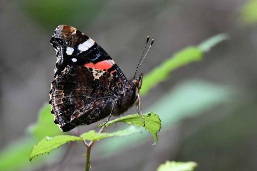 Vulcain (Vanessa atalanta)