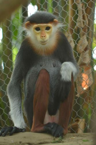 Langur de Douc