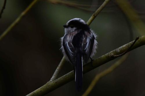 Mésange à longue queue