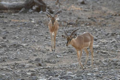 Impalas à face noire