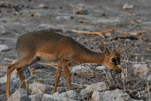Dikdik Damara