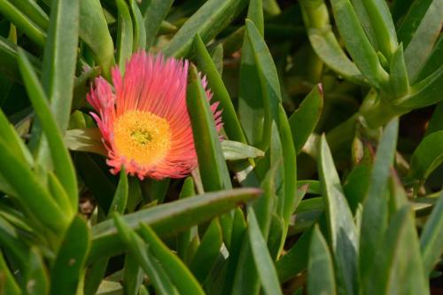 Jardin à Swakopmund