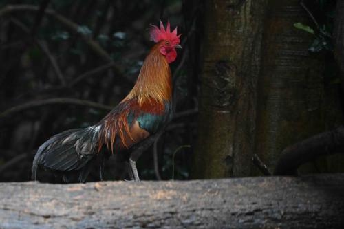 Coq bankiva