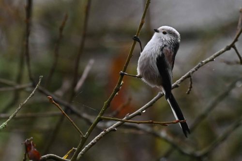 Mésange à longue queue