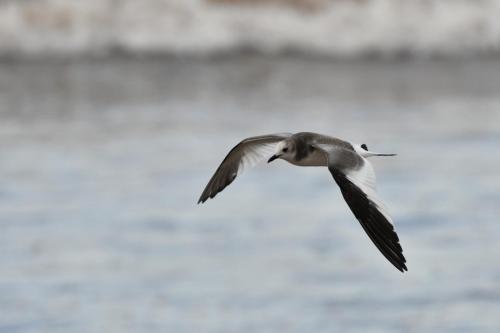 Mouette de Sabine