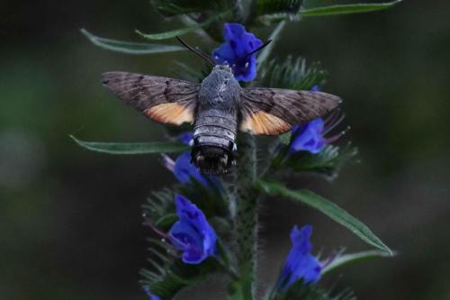 Moro-Sphinx (Macroglossum stellatarum)