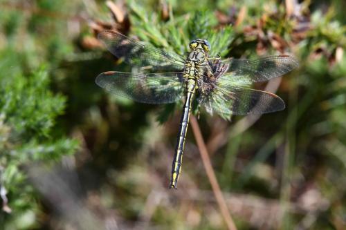 Gomphe joli (Gomphus pulchellus)