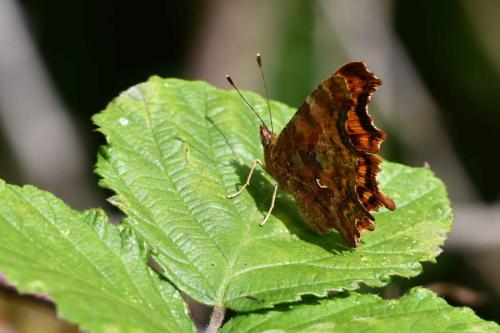 Robert-le-Diable (Polygonia c-album)