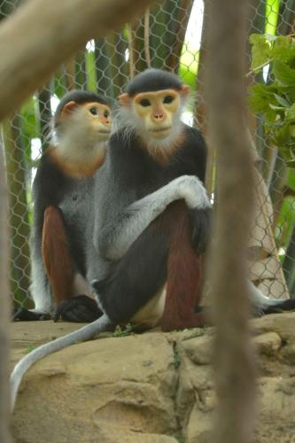 Langurs de Douc
