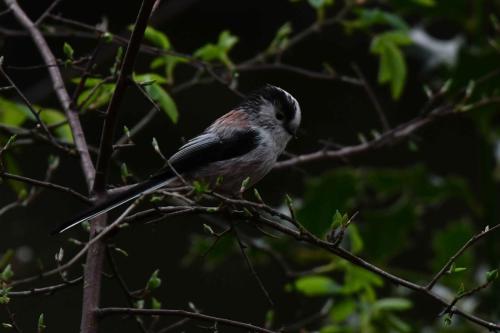 Mésange à longue queue