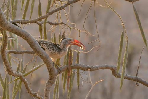 Calao d'Afrique du Sud