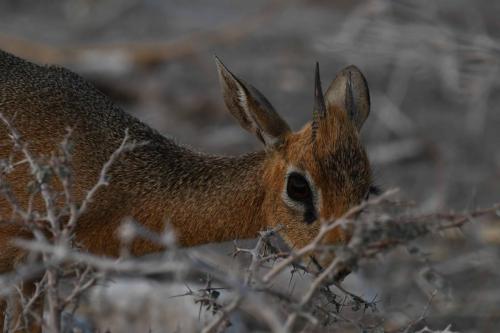 Dikdik Damara