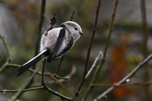 Mésange à longue queue