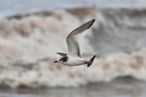 Mouette de Sabine