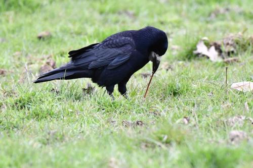 Corbeau freux