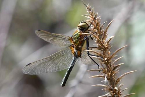 Cordulie bronzée (Cordulia aenea)