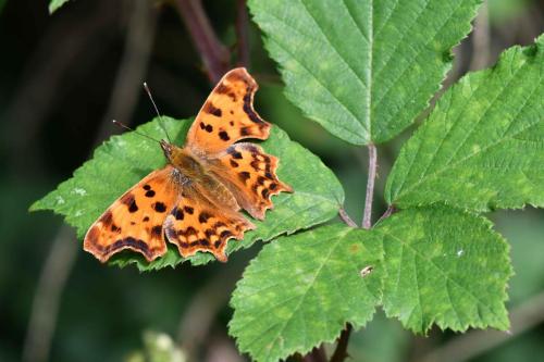 Robert-le-Diable (Polygonia c-album)