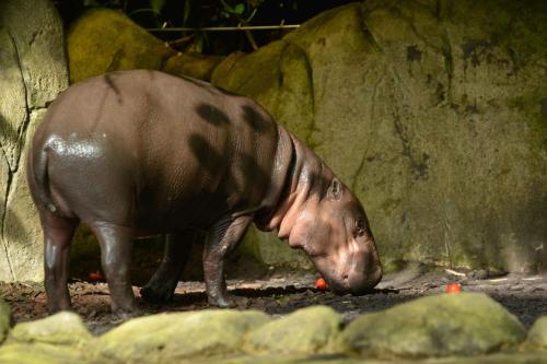 Hippopotame pygmée