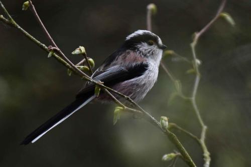Mésange à longue queue