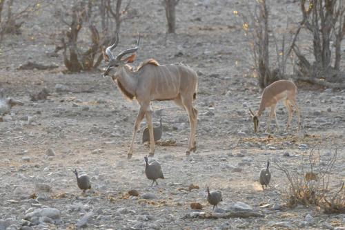 Impala à face noire, Koudou du Zambèze, Pintades de Numidie