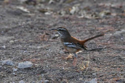 Agrobate à dos roux