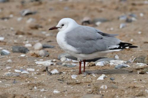 Mouette à tête grise