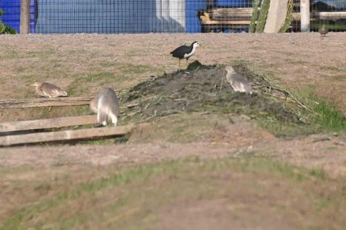 Râle à poitrine blanche