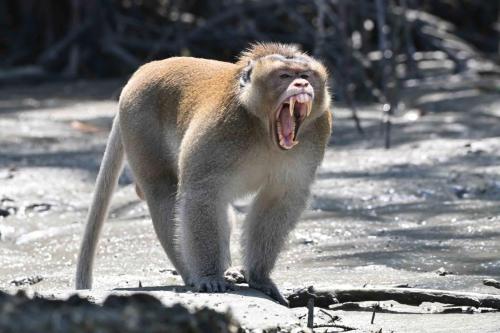 Macaque crabier