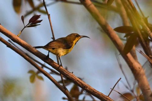Souimanga à dos vert