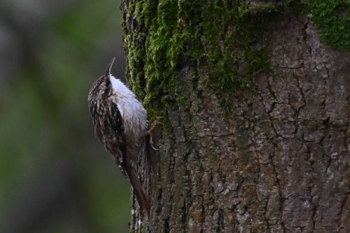 Grimpereau des jardins