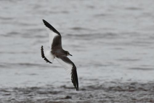 Mouette de Sabine
