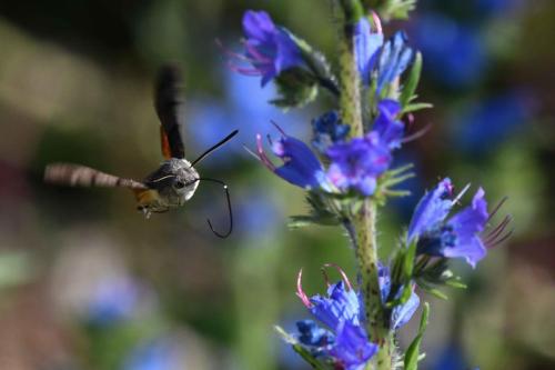 Moro-Sphinx (Macroglossum stellatarum)
