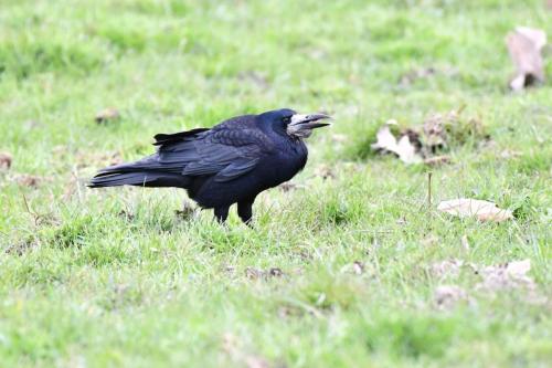 Corbeau freux